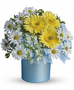 Teleflora's Once Upon a Daisy